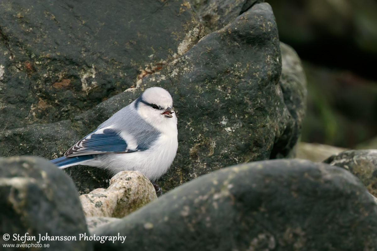 Azurmes / Azure Tit Parus cyanus