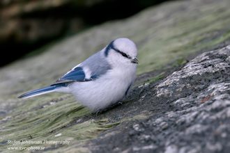 Azurmes / Azure Tit 