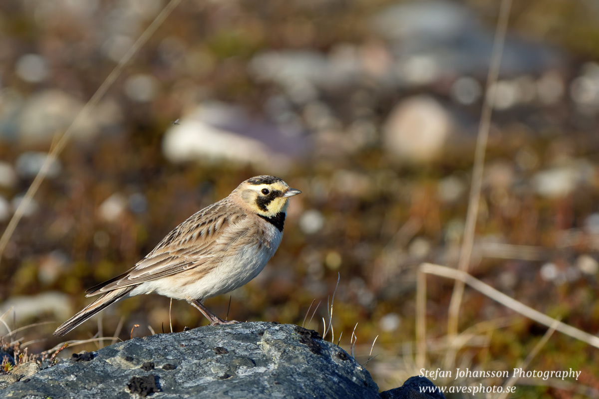 Berglärka / Shore Lark Eremophila alpestris 