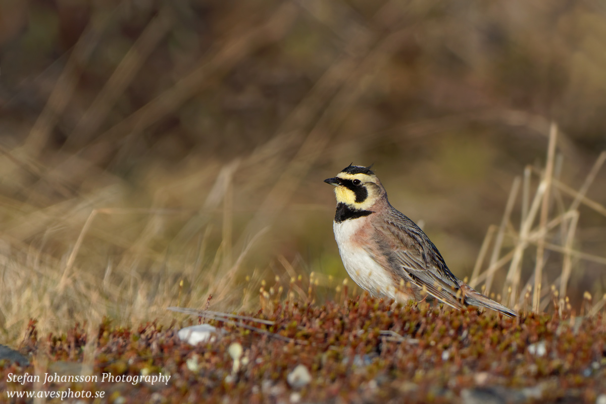 Berglärka / Shore Lark Eremophila alpestris 