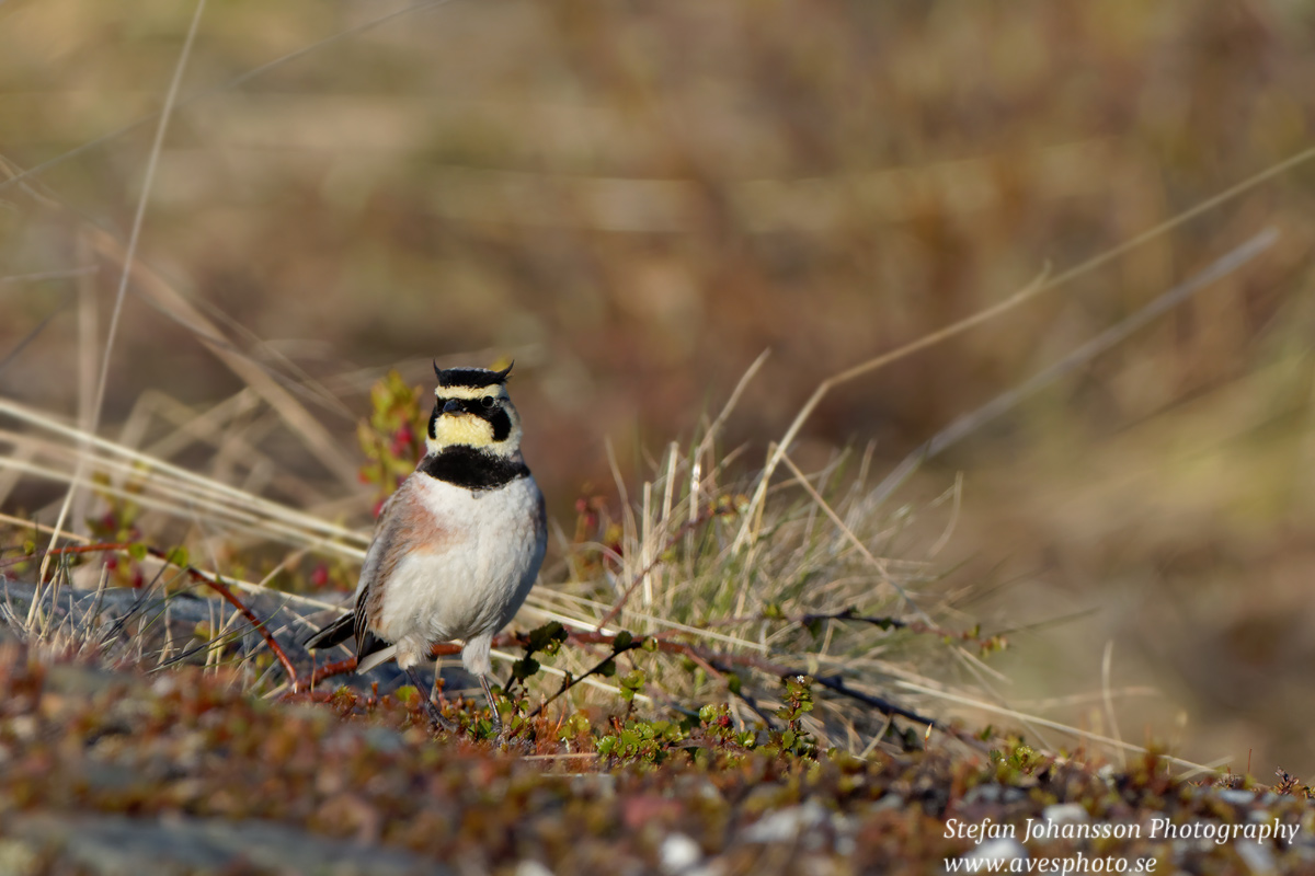 Berglärka / Shore Lark Eremophila alpestris 