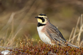 Berglärka / Shore Lark 