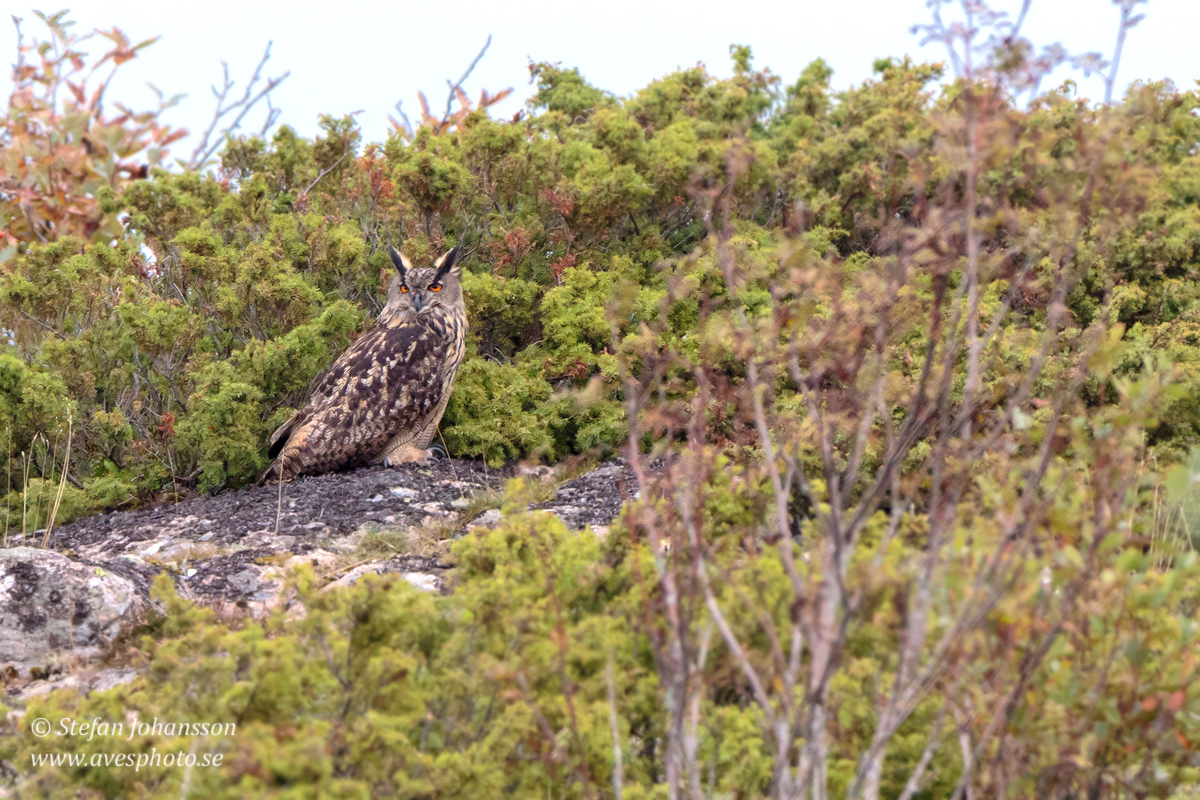 Berguv / Eagle Owl   Bubo bubo 