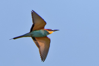 Biätare / Bee-eater 