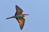 Bitare / Bee-eater 