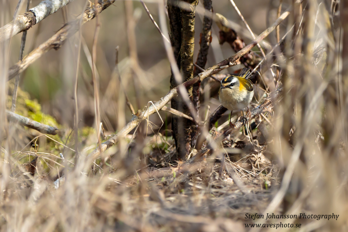 Brandkronad kungsfågel / Firecrest Regulus ignicapilla 