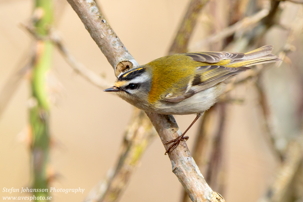 Brandkronad kungsfågel / Firecrest Regulus ignicapilla 