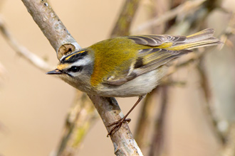 Brandkronad kungsfågel / Firecrest