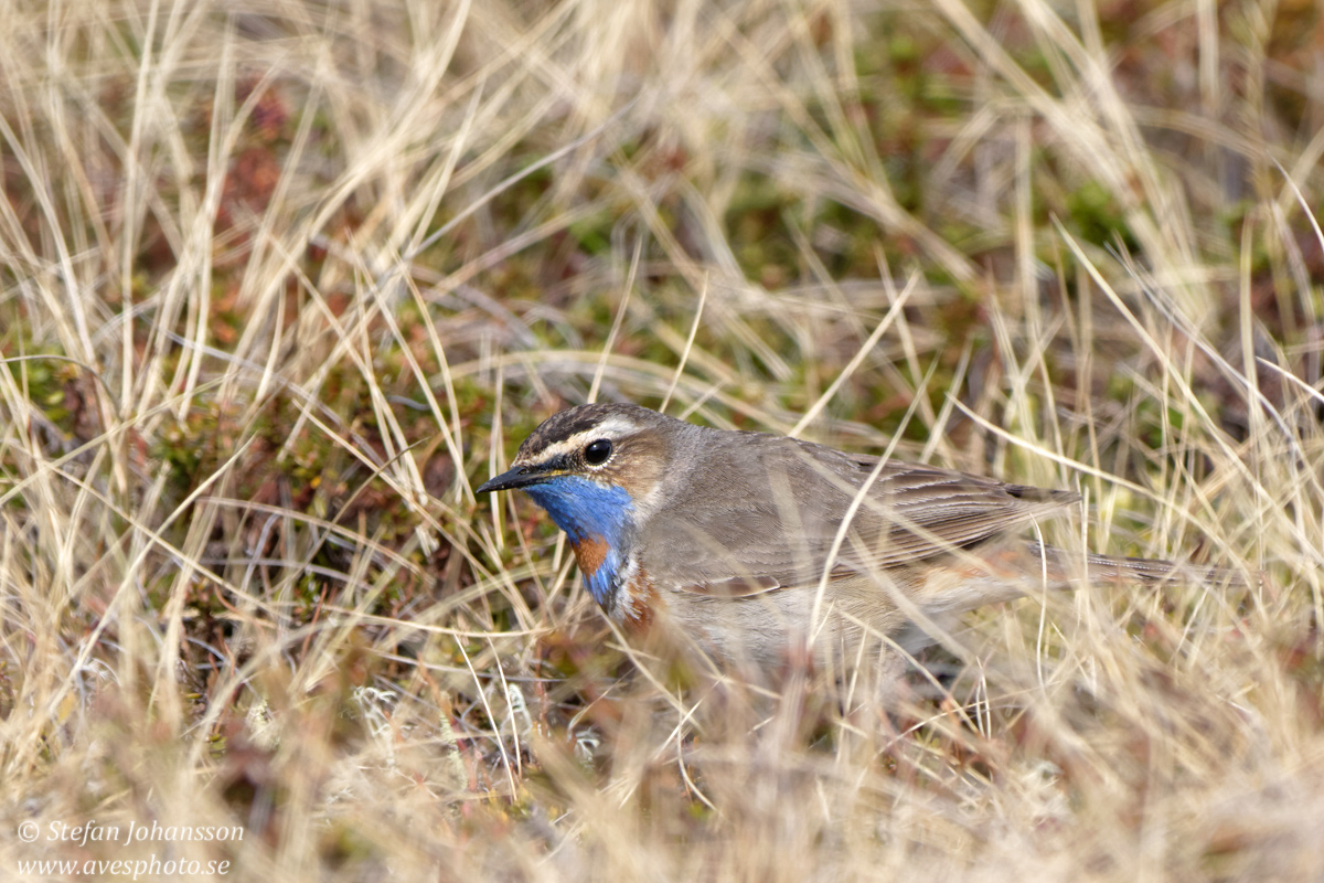 Blhake / Bluethroat Luscinia svecica 