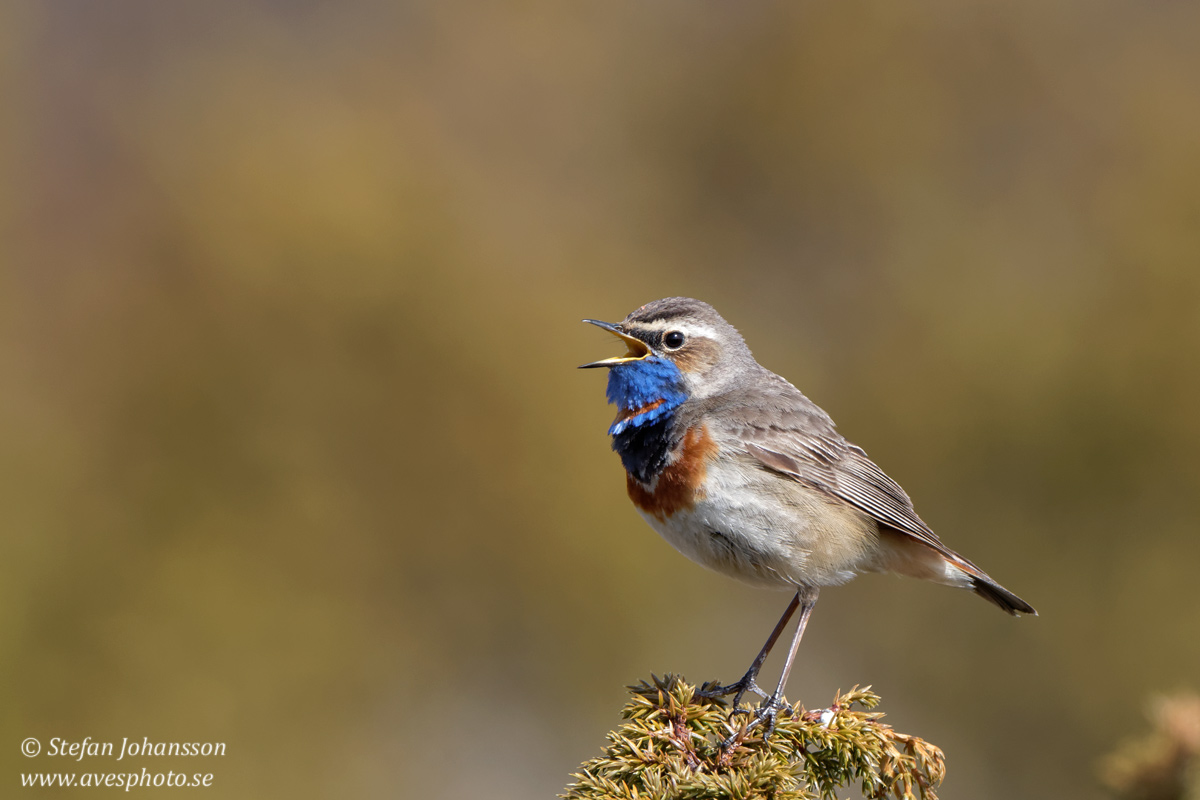 Blhake / Bluethroat Luscinia svecica 