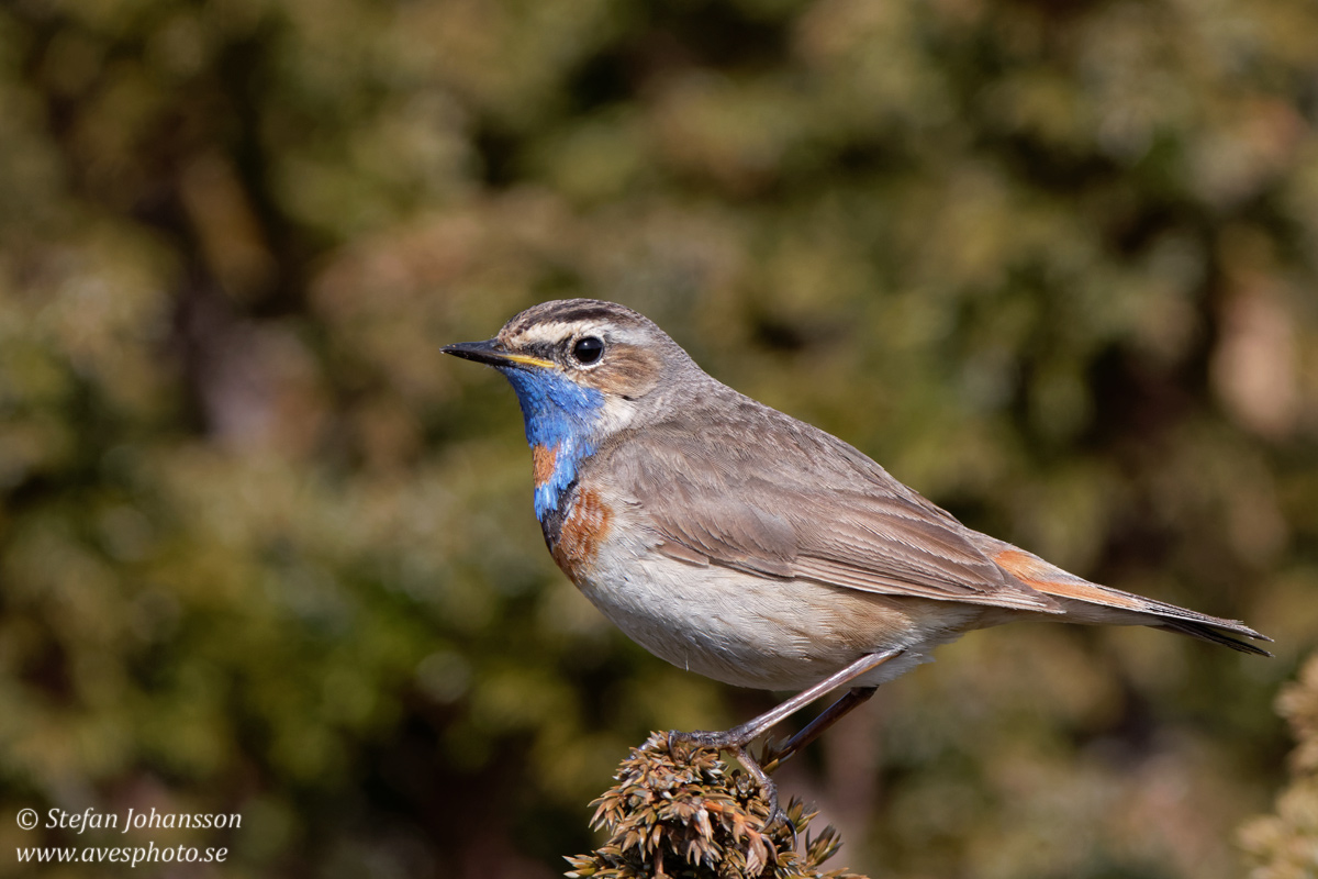 Blhake / Bluethroat Luscinia svecica 