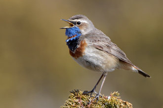 Blåhake / Bluethroat 