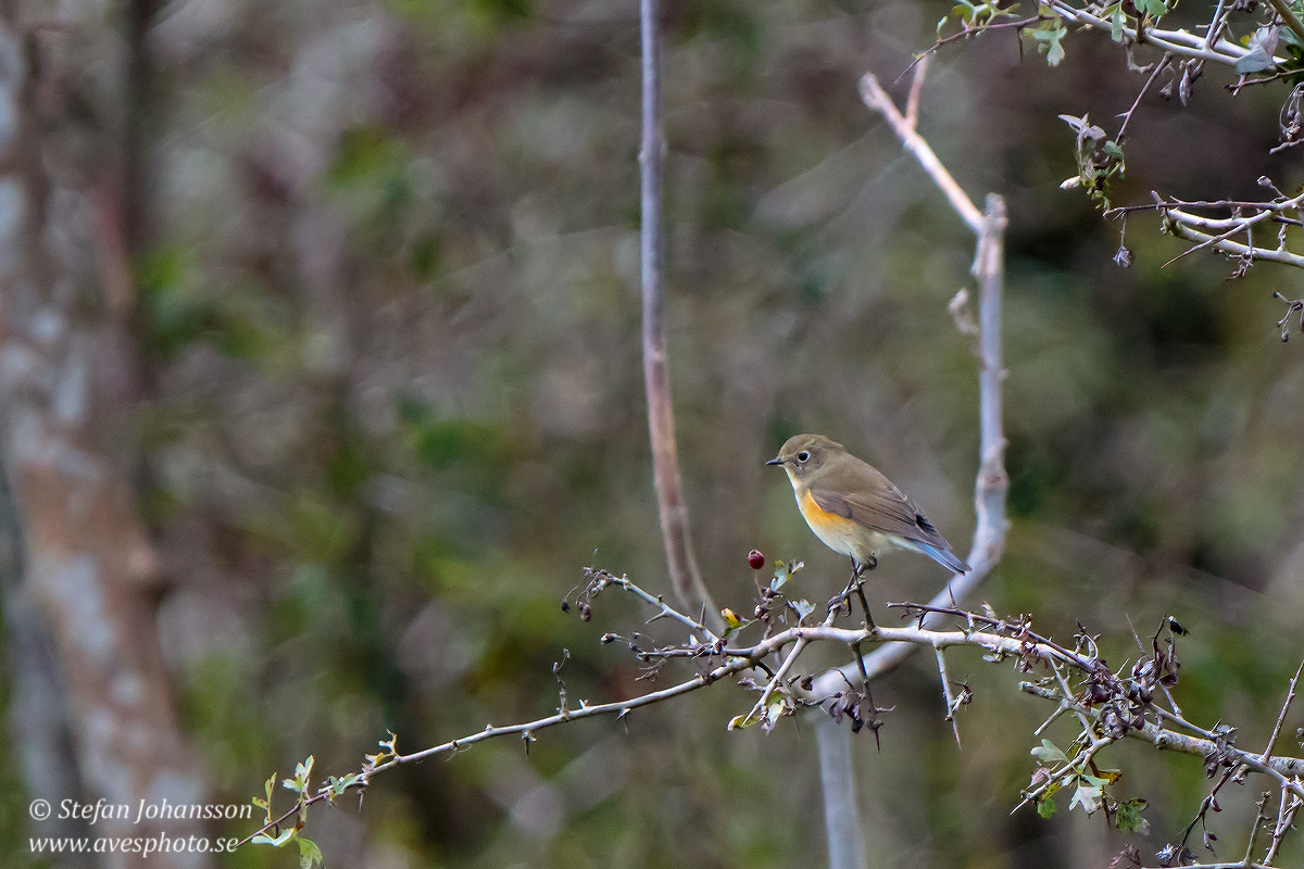 Blstjrt / Red-flanked Bluetail Tarsiger cyanurus 