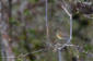 Blstjrt / Red-flanked Bluetail Tarsiger cyanurus 