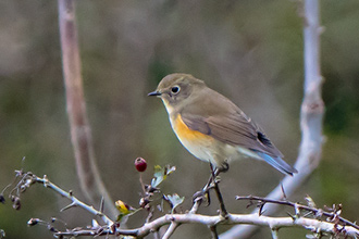 Blåstjärt / Red-flanked Bluetail