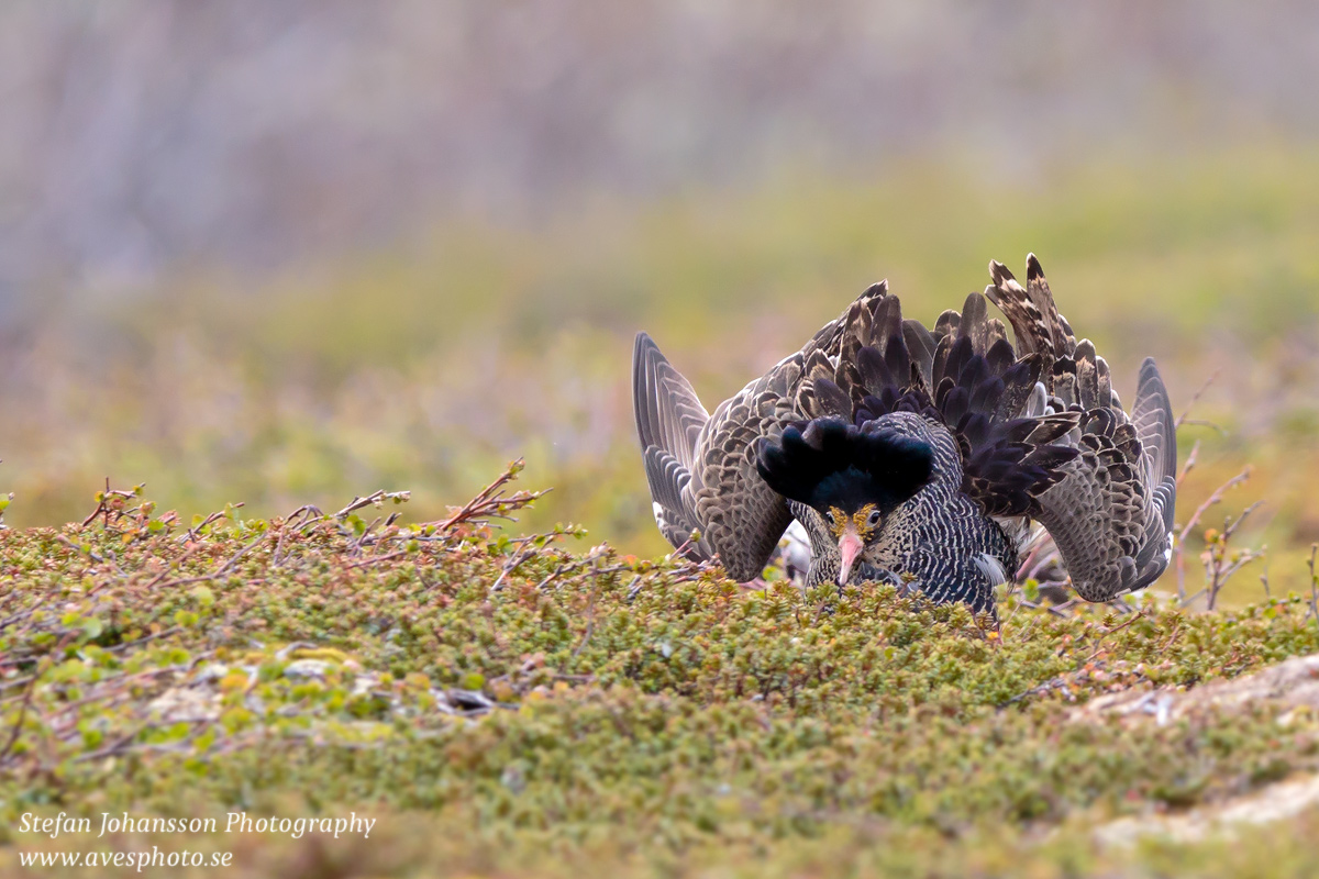 Brushane / Ruff Philomachus pugnax 