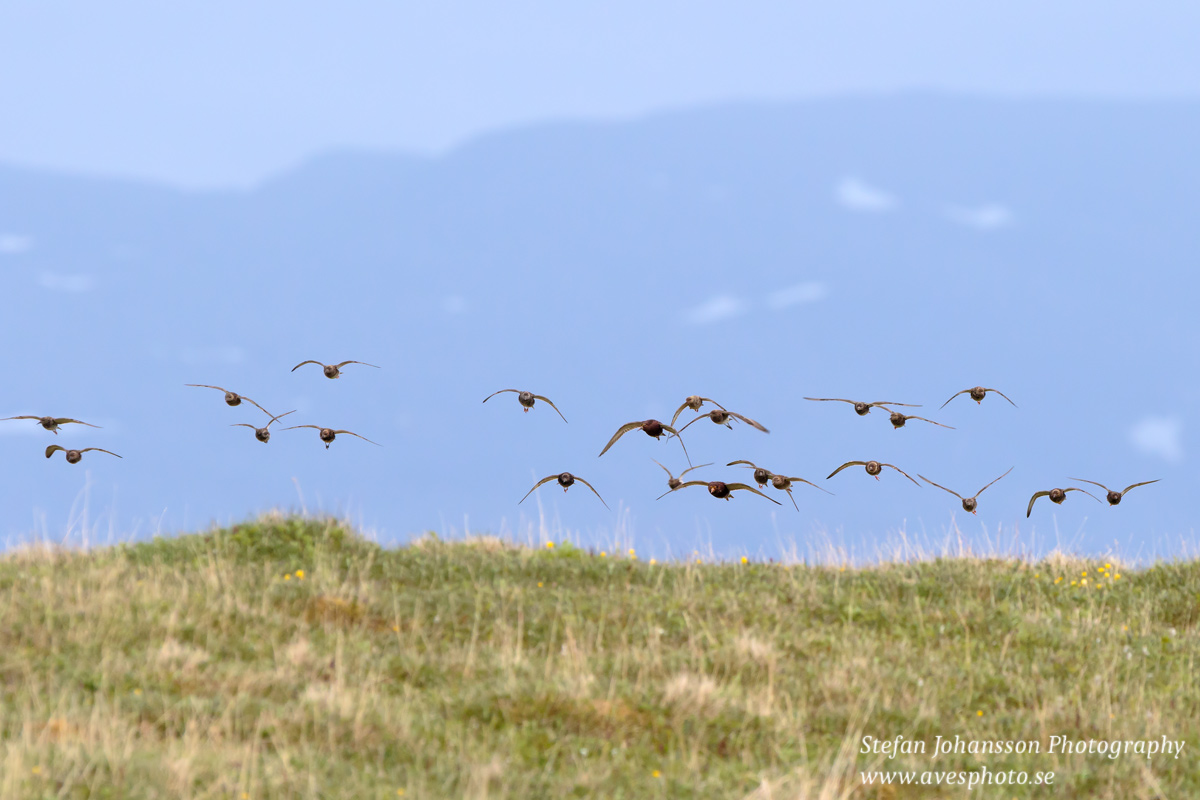 Brushane / Ruff Philomachus pugnax 