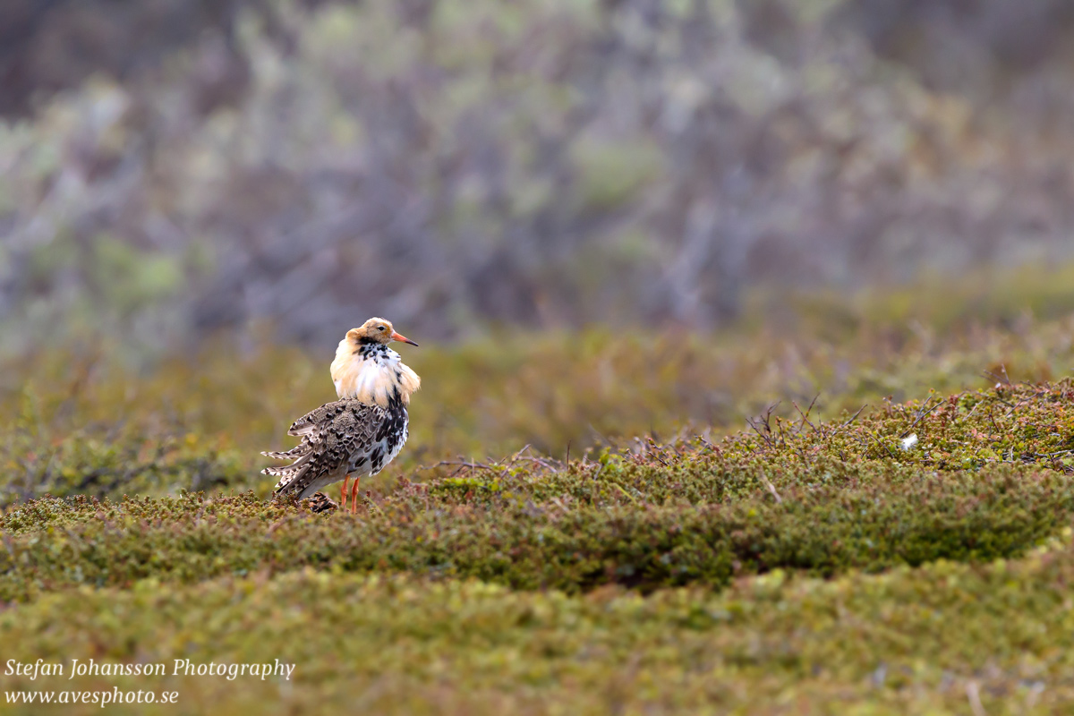 Brushane / Ruff Philomachus pugnax 