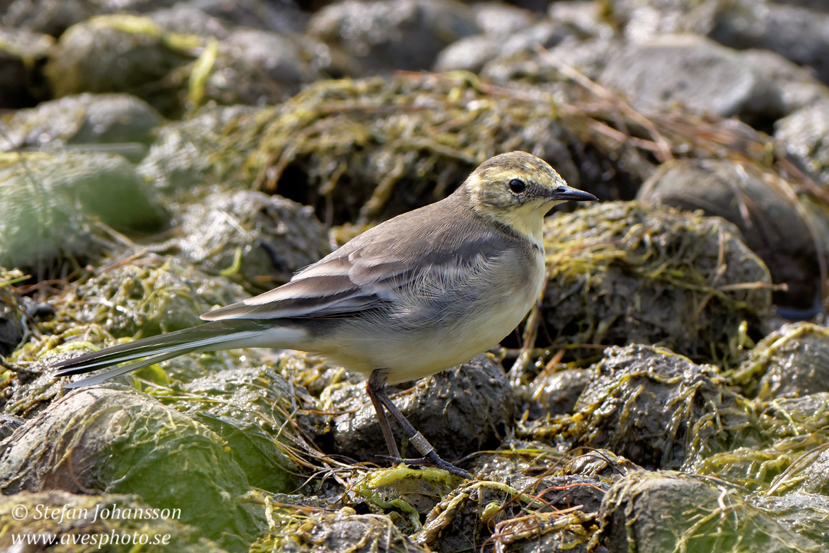 Citronrla / Citrin Wagtail Motacilla citreola 