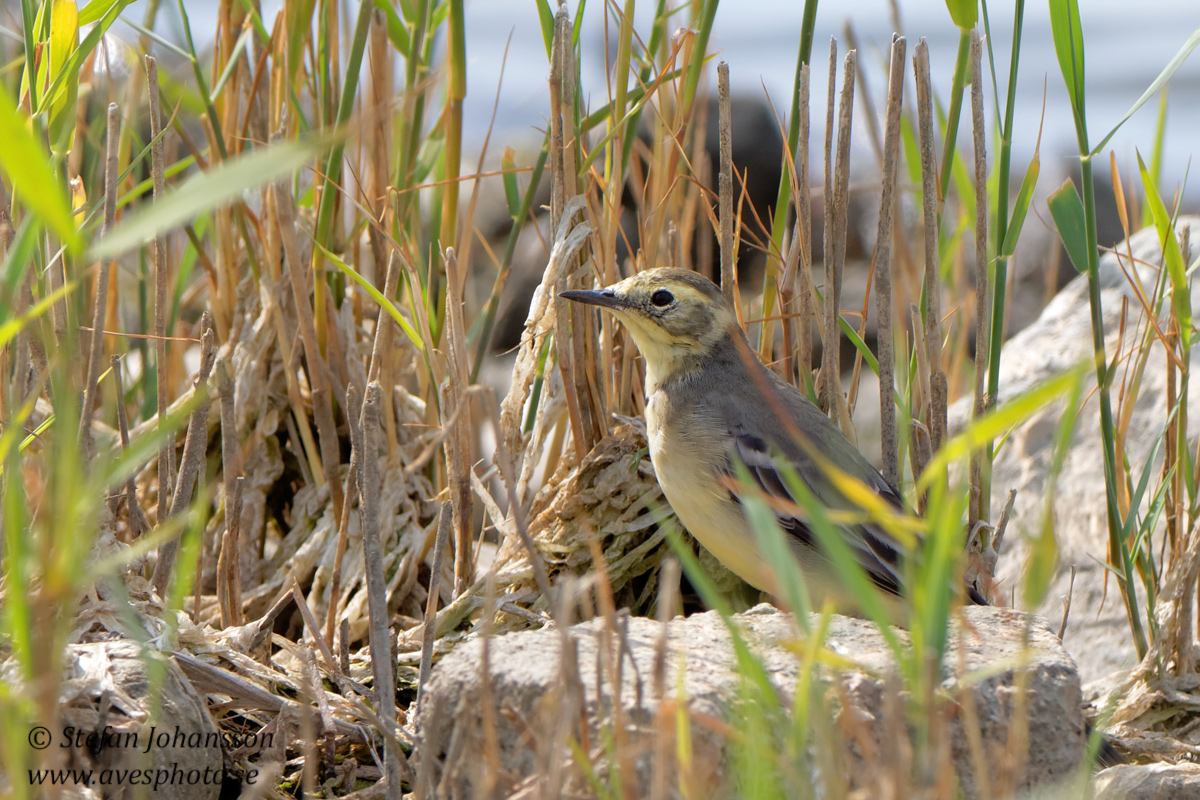 Citronrla / Citrin Wagtail Motacilla citreola 