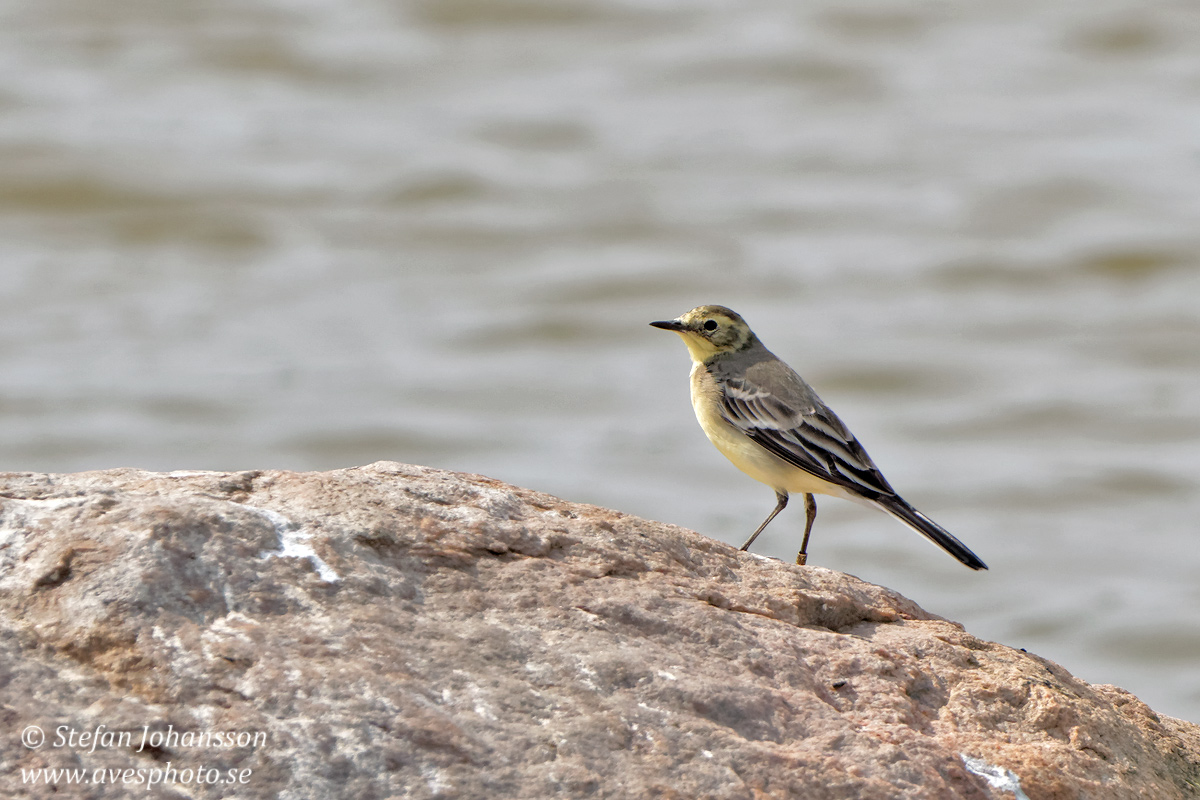 Citronrla / Citrin Wagtail Motacilla citreola 