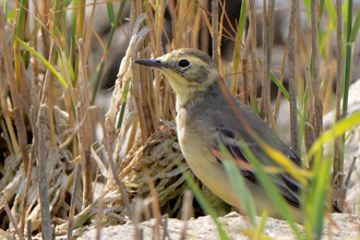 Citronärla / Citrin Wagtail 