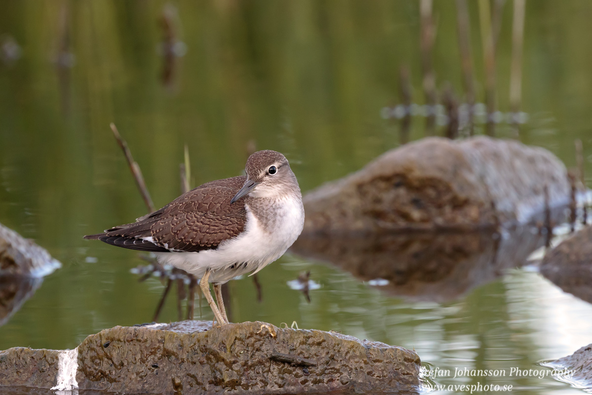 Drillsnäppa / Common Sandpiper Actitis hypoleucos 