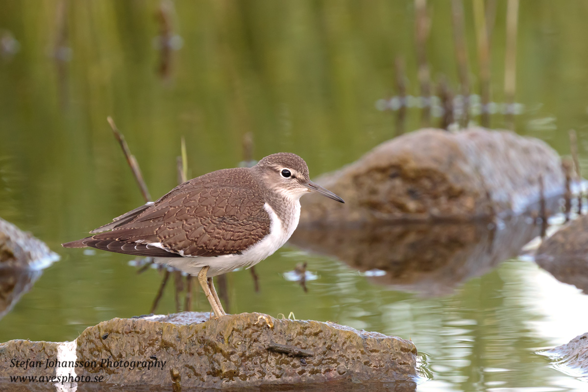 Drillsnäppa / Common Sandpiper Actitis hypoleucos 