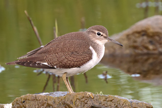 Drillsnäppa / Common Sandpiper 