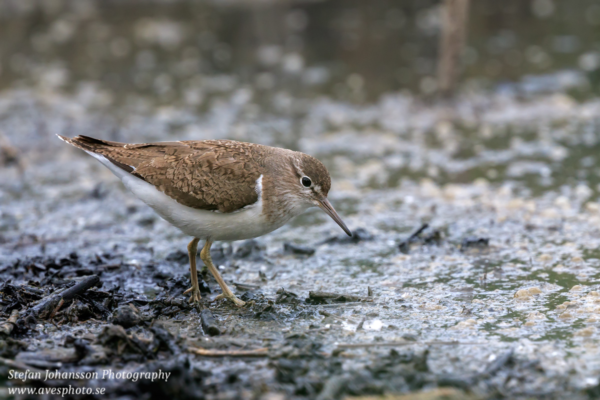 Drillsnäppa / Common Sandpiper Actitis hypoleucos 