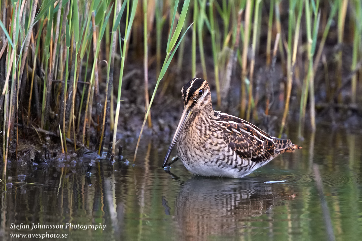 Enkelbeckasin /  Common Snipe Gallinago gallinago 