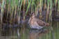 Enkelbeckasin /  Common Snipe Gallinago gallinago 