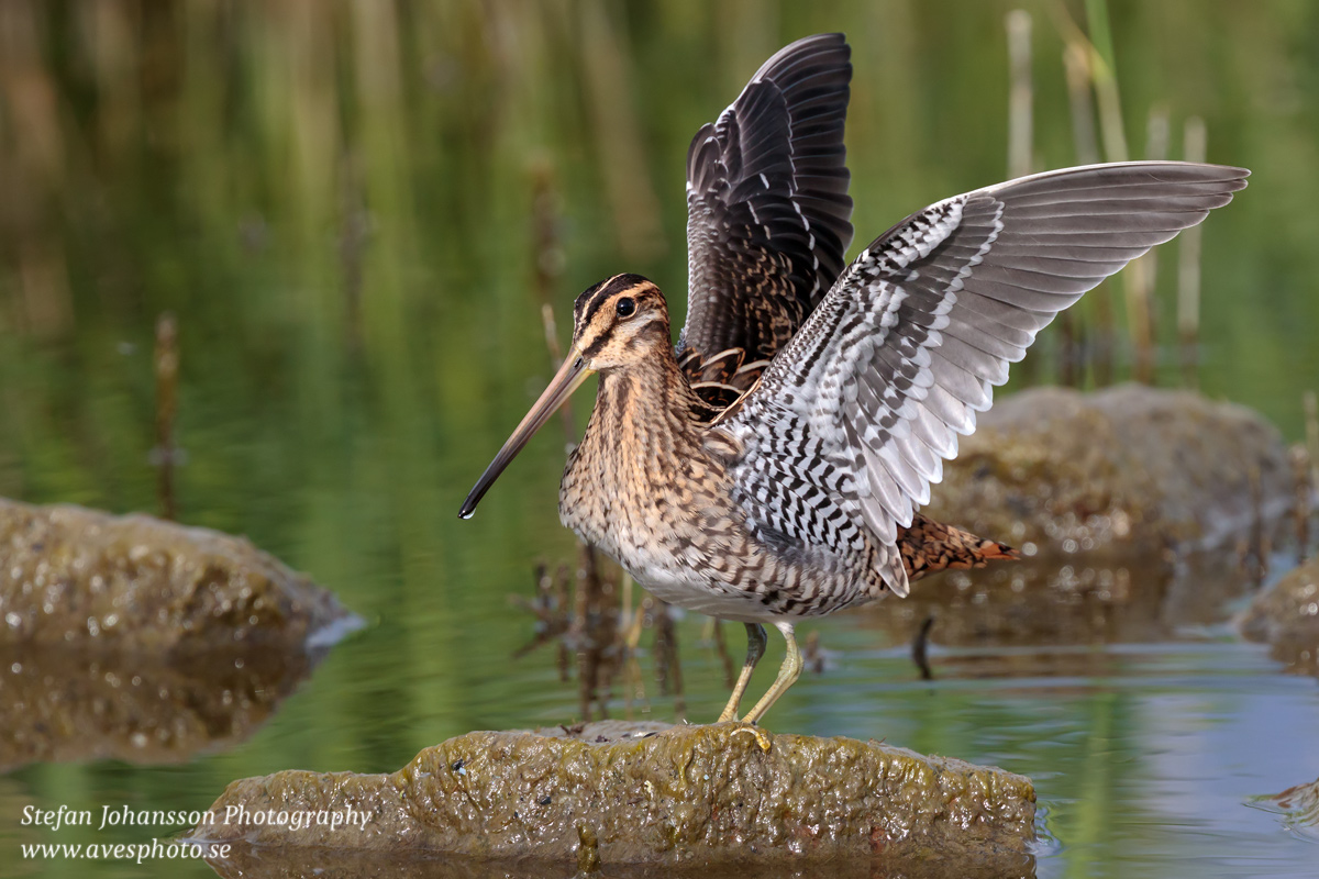 Enkelbeckasin /  Common Snipe Gallinago gallinago 