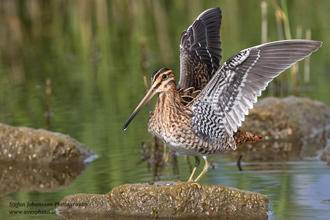 Enkelbeckasin /  Common Snipe 