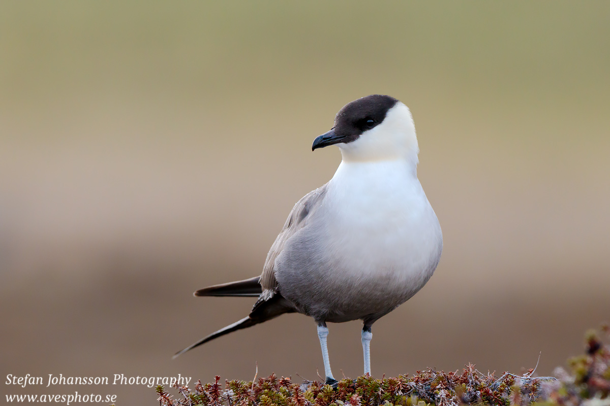 Fjällabb / Long-tailed Skua Stercorarius longicaudus 