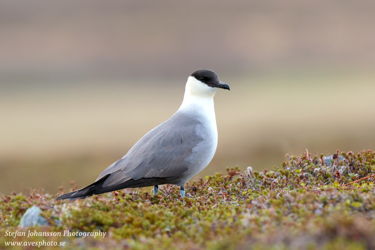 Fjällabb / Long-tailed Skua Stercorarius longicaudus 