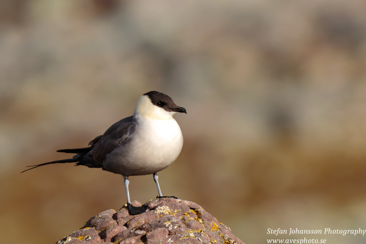 Fjällabb / Long-tailed Skua Stercorarius longicaudus 