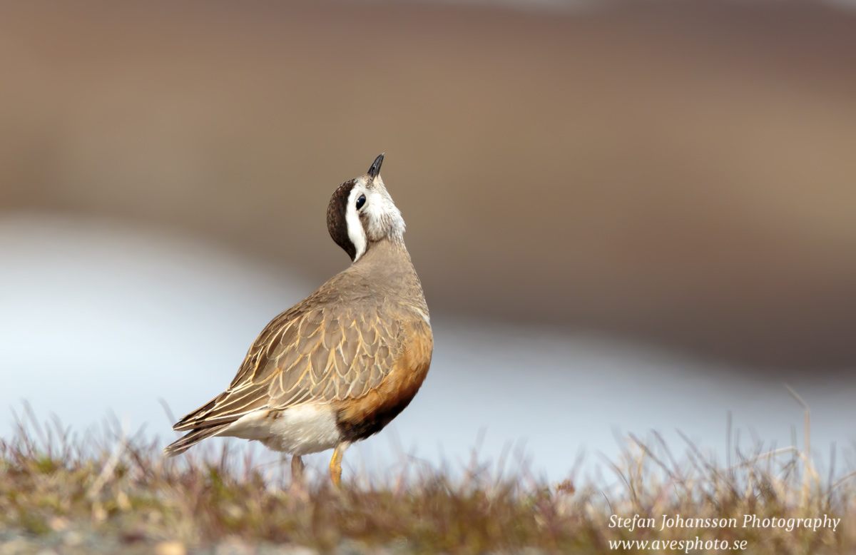 Fjällpipare / Dotterel Charadrius morinellus 