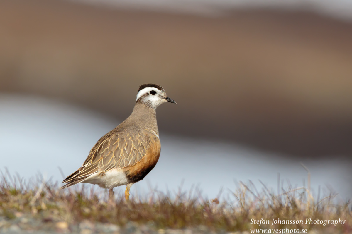 Fjällpipare / Dotterel Charadrius morinellus 