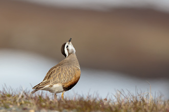 Fjällpipare / Dotterel 