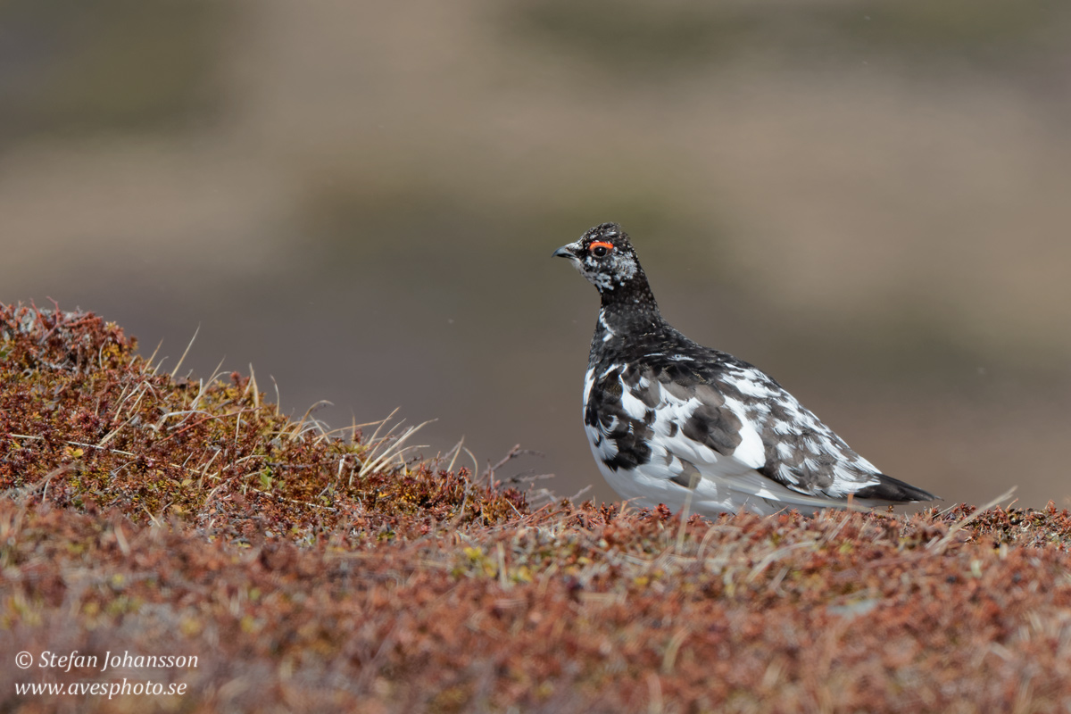 Fjllripa / Ptarmigan 