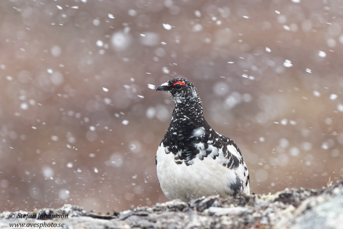 Fjllripa / Ptarmigan 