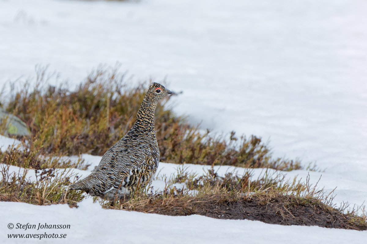 Fjllripa / Ptarmigan 