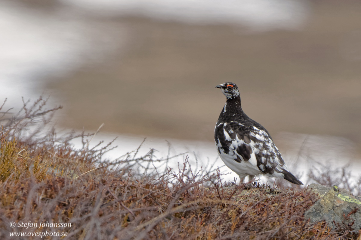 Fjllripa / Ptarmigan 