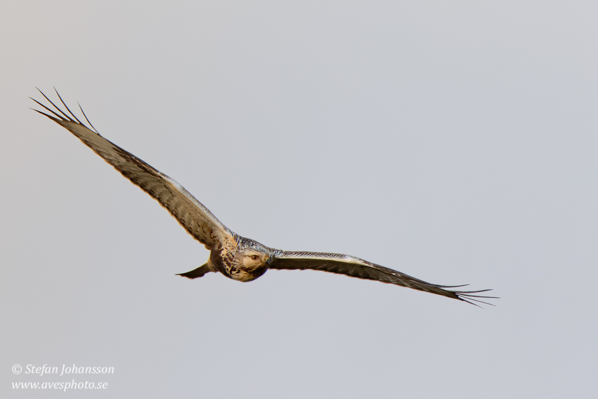 Fjällvråk / Rough-legged Buzzard Buteo lagopus 