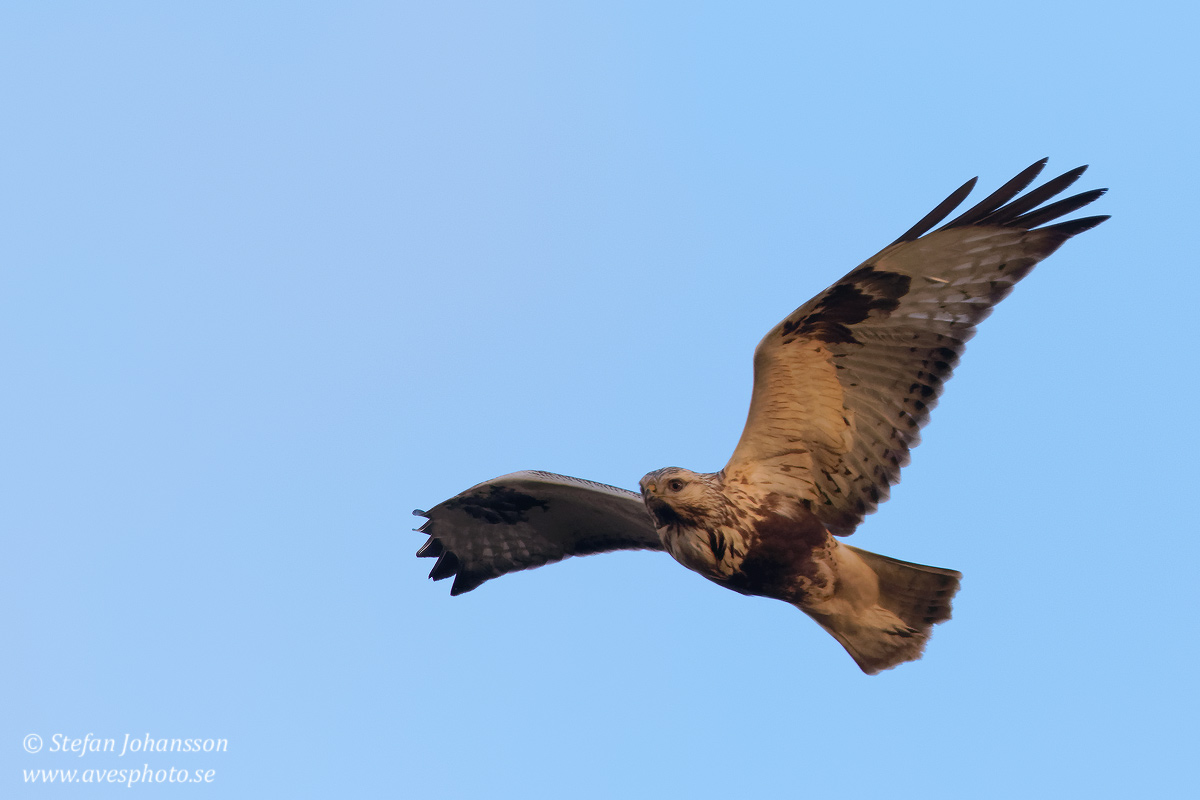 Fjällvråk / Rough-legged Buzzard Buteo lagopus 