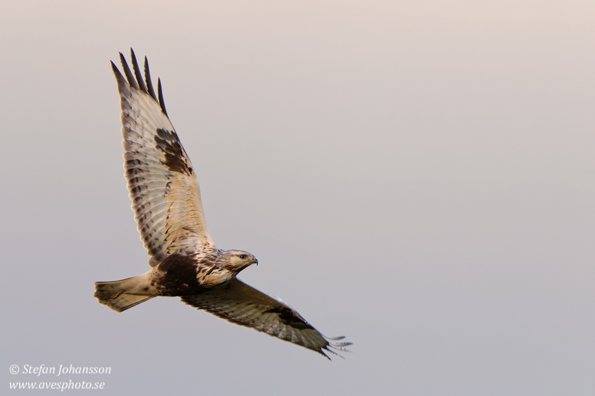 Fjällvråk / Rough-legged Buzzard Buteo lagopus 