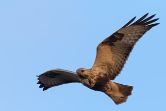 Fjällvråk / Rough-legged Buzzard 