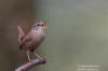 Grdsmyg / Wren Troglodytes troglodytes 