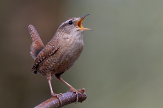 Gärdsmyg / Wren Troglodytes troglodytes 